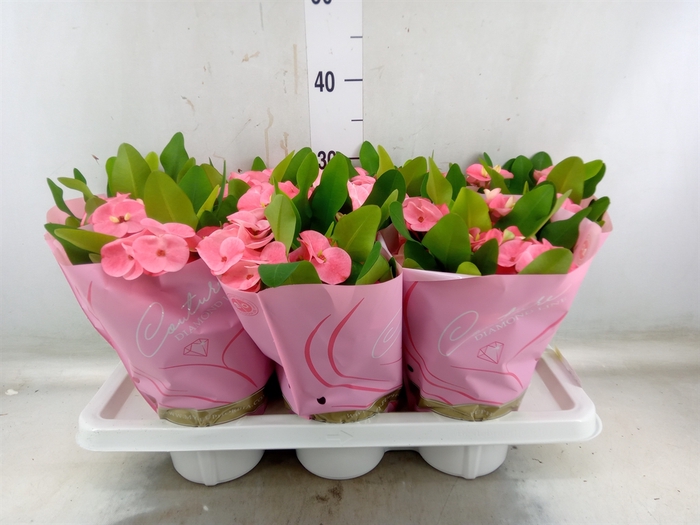 <h4>Euphorbia milii 'Charlotte'</h4>