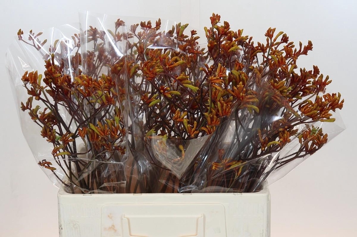 <h4>Anigozanthos Bush Sunset</h4>