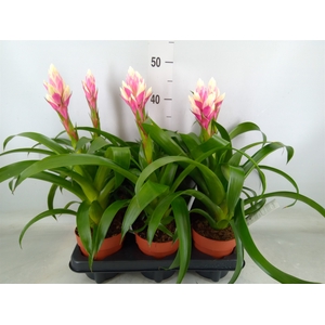 Guzmania  'Candy'