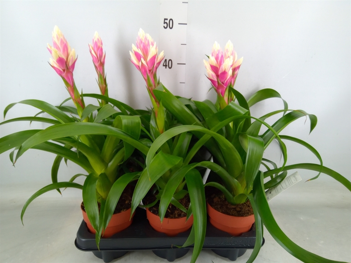 <h4>Guzmania  'Candy'</h4>