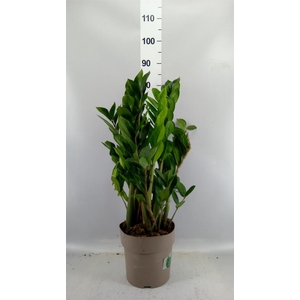 Zamioculcas zamiifolia