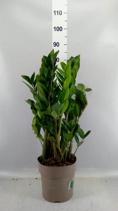 <h4>Zamioculcas zamiifolia</h4>