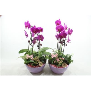 8598 ROZE KER CASCADE