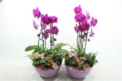 <h4>8598 ROZE KER CASCADE</h4>