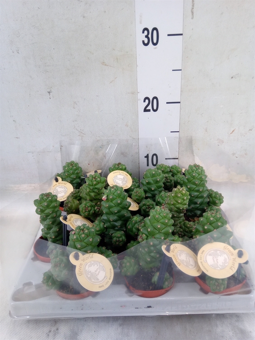 <h4>Euphorbia   ...</h4>