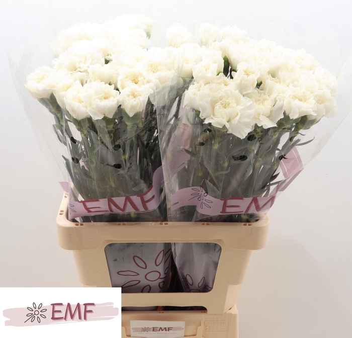 <h4>DI ST EVEREST</h4>