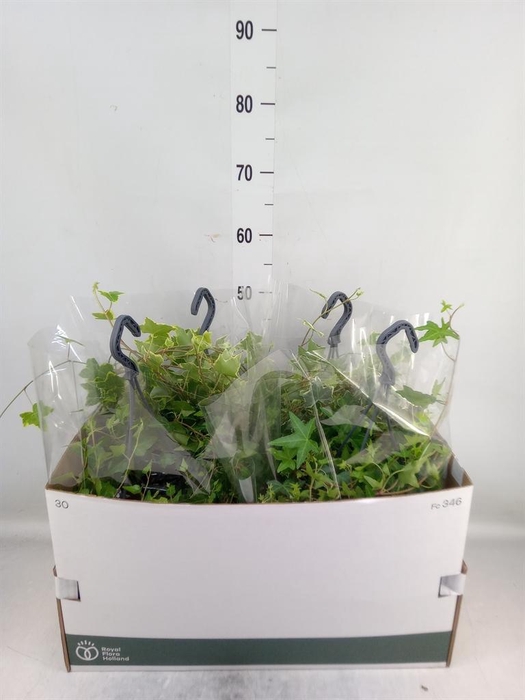 <h4>Hedera   ...mix</h4>