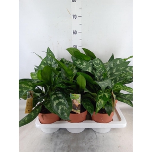 Aglaonema  'Maria'
