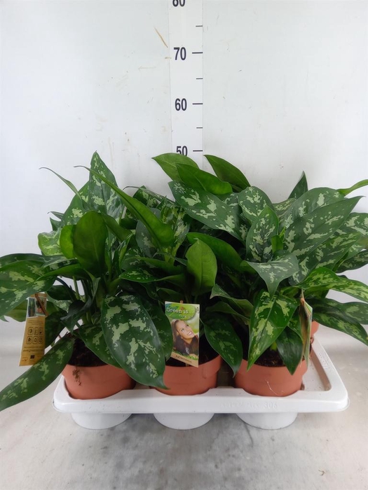 <h4>Aglaonema  'Maria'</h4>