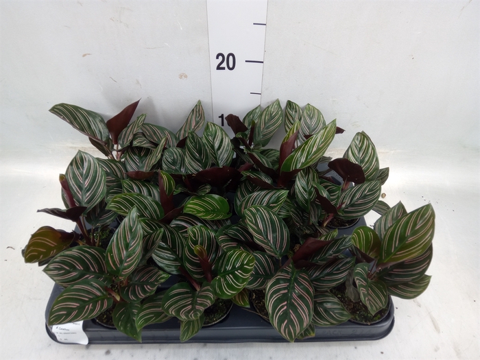 <h4>Calathea   ...</h4>