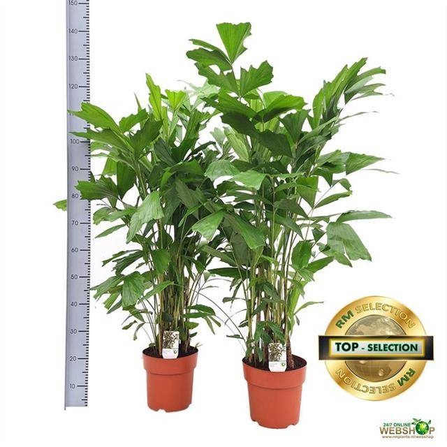 <h4>CARYOTA MITIS</h4>