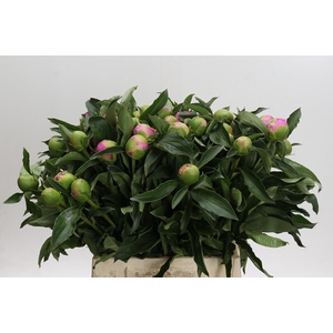 Paeonia Monsieur Jules Elie