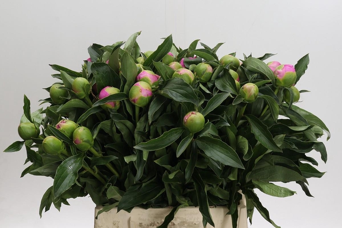 <h4>Paeonia Monsieur Jules Elie</h4>