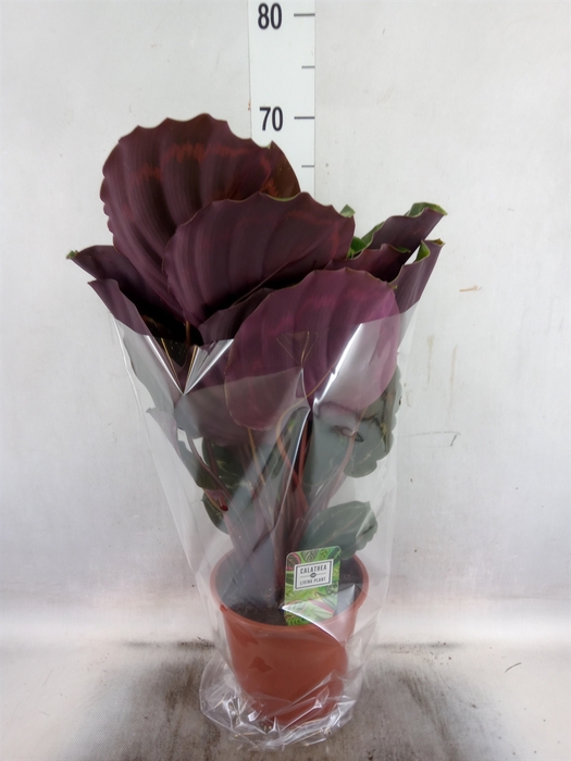 <h4>Calathea  'Medallion'</h4>