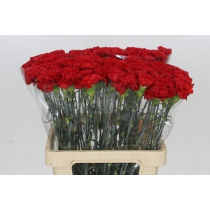 Dianthus St Arona