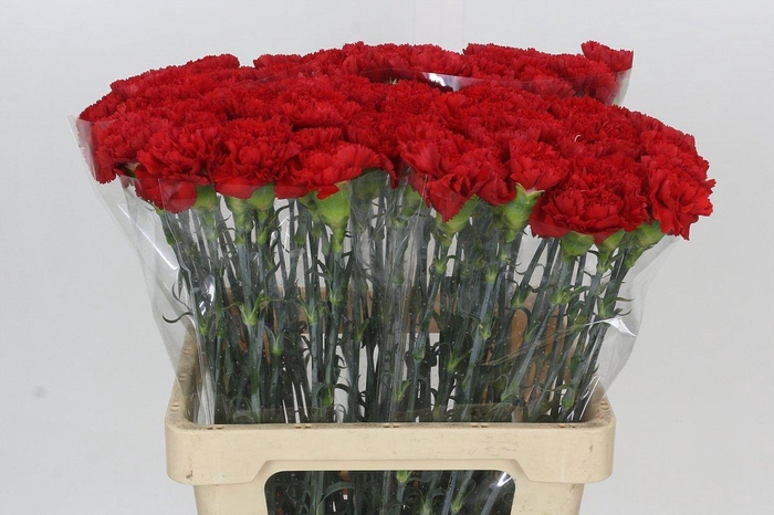 Dianthus St Arona