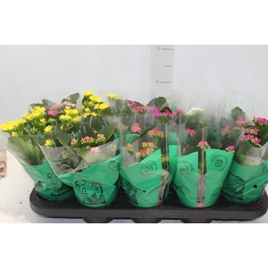 KALANCHOE P11
