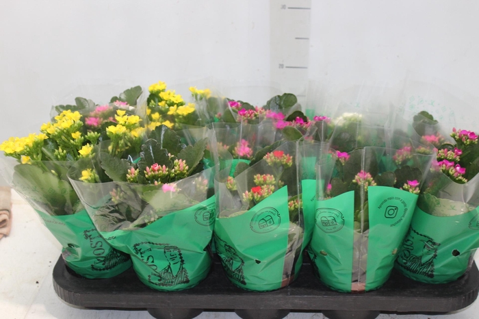 <h4>KALANCHOE P11</h4>