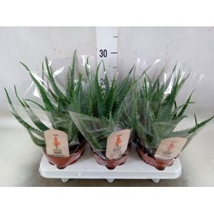 Aloe arborescens