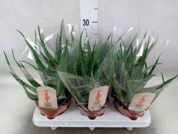 <h4>Aloe arborescens</h4>