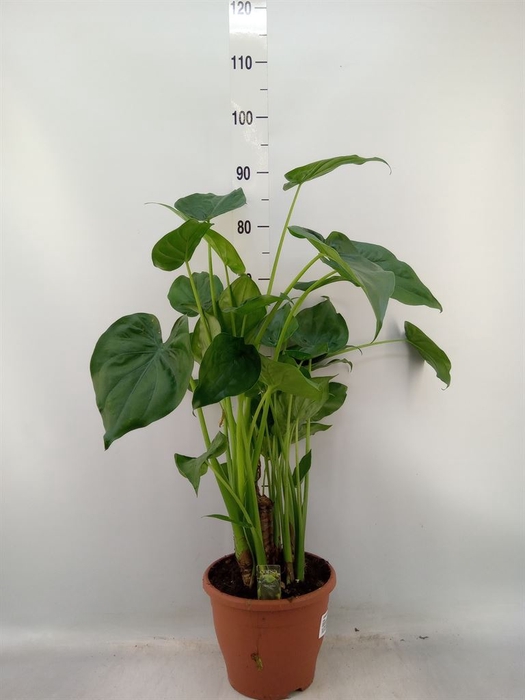<h4>Alocasia cucullata</h4>
