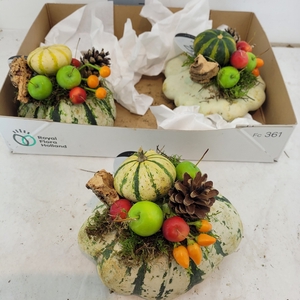 CUCURBITA OV