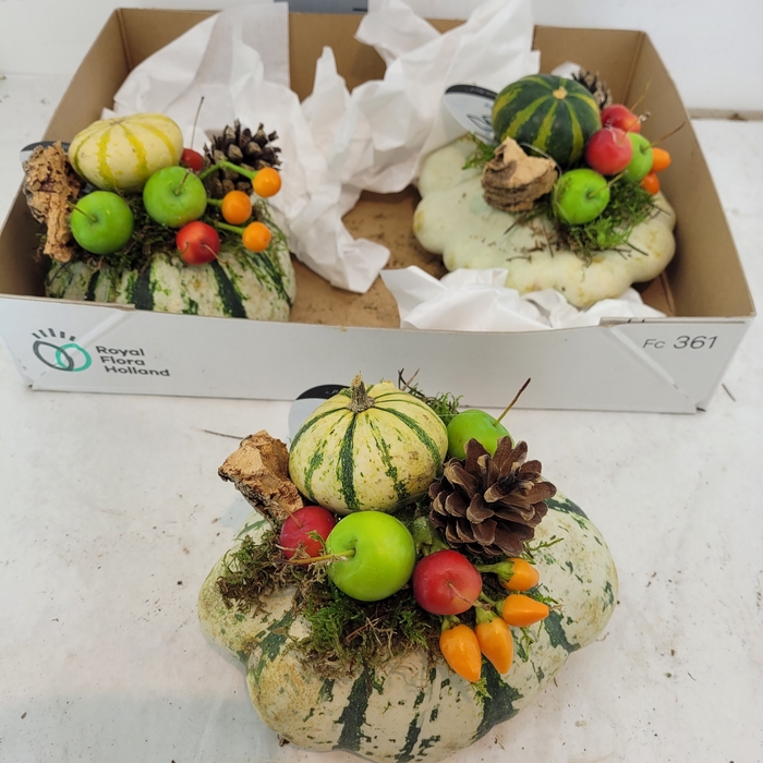 <h4>CUCURBITA OV</h4>