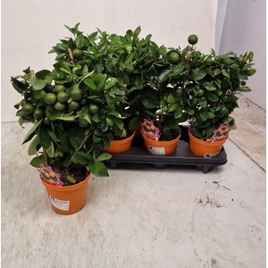 CITR MICROCARPA