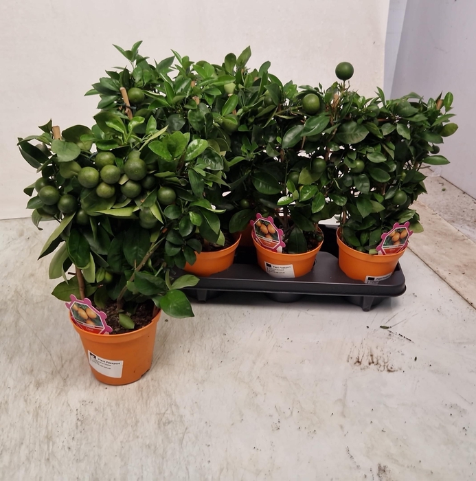 <h4>CITR MICROCARPA</h4>
