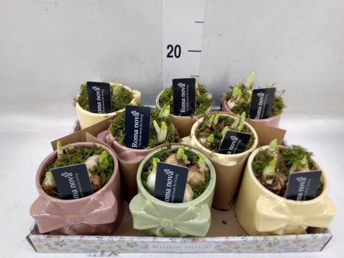 <h4>Arr.  Narcissus</h4>