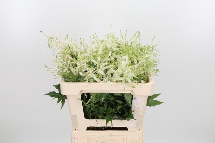 <h4>Astilbe Washingthon</h4>