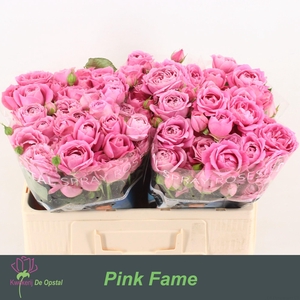 R TR PINK FAME