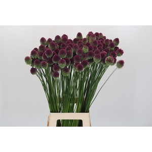 Allium Sphaerocephalon