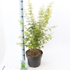 Acer palmatum