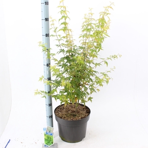 Acer palmatum