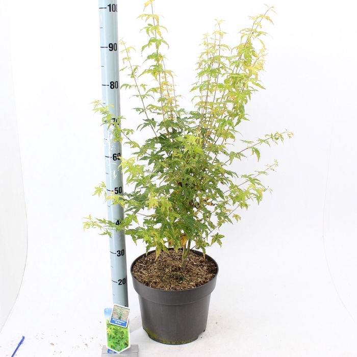 <h4>Acer palmatum</h4>