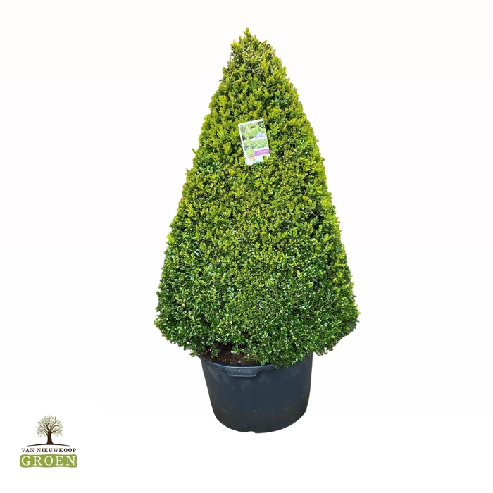 <h4>Buxus sempervirens Egyptische piramide 4vlak 120cm</h4>
