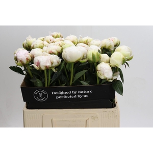 Paeonia Bowl Of Cream
