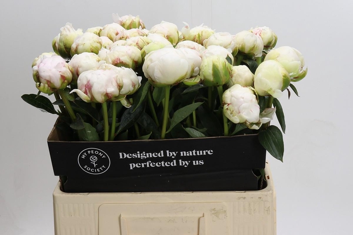 Paeonia Bowl Of Cream