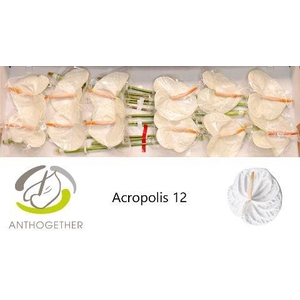 Anth A Acropolis