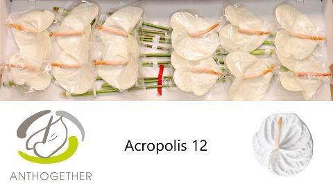 <h4>Anth A Acropolis</h4>