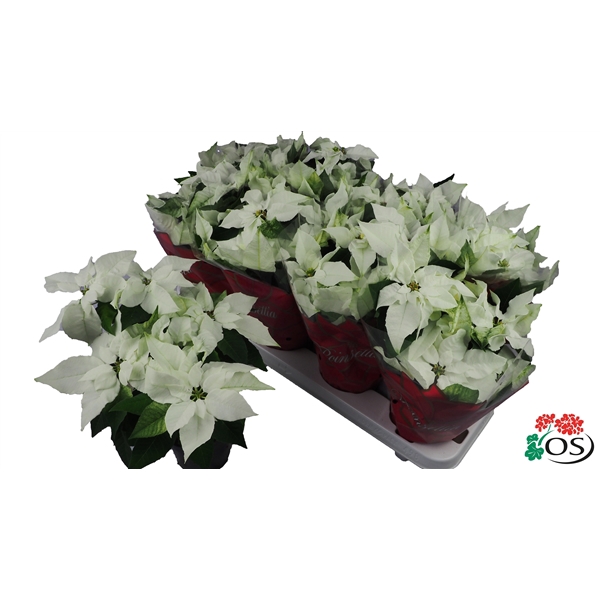 <h4>Euphorbia Princettia Pure White</h4>