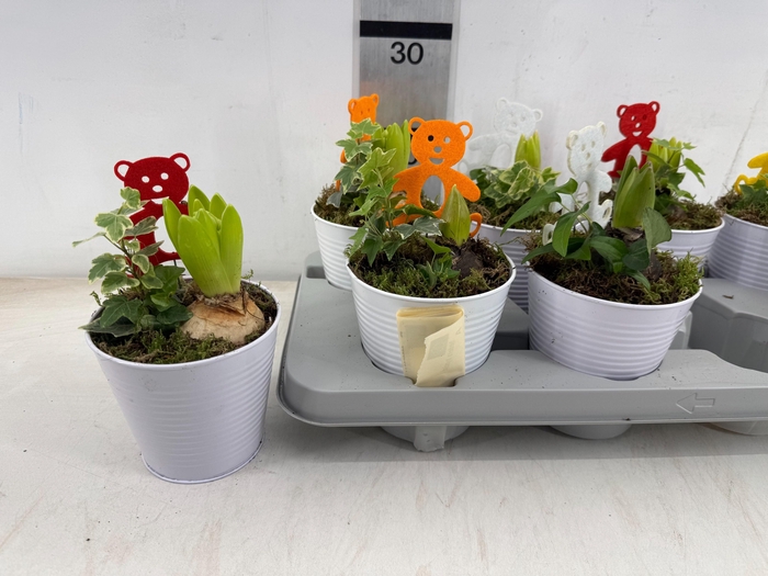 <h4>ARR PL IN SCHAAL</h4>