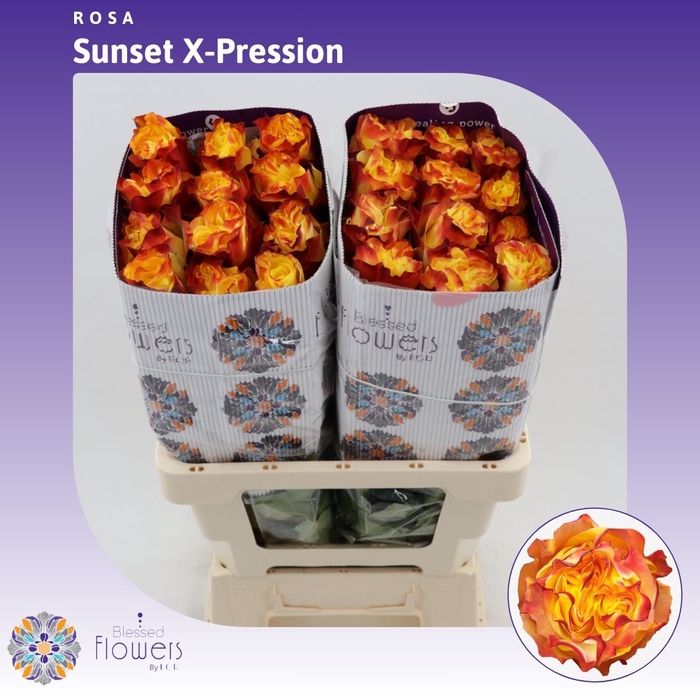 <h4>Rosa Gr Sunset X-pression</h4>