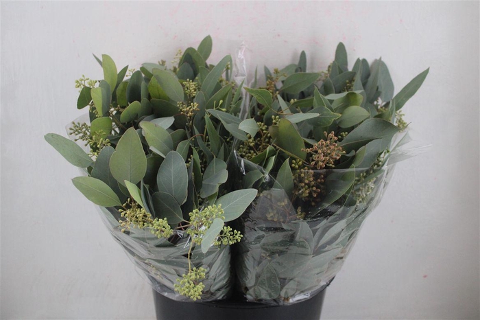 <h4>Euca Populus Berry Short 150gr P Bunch</h4>