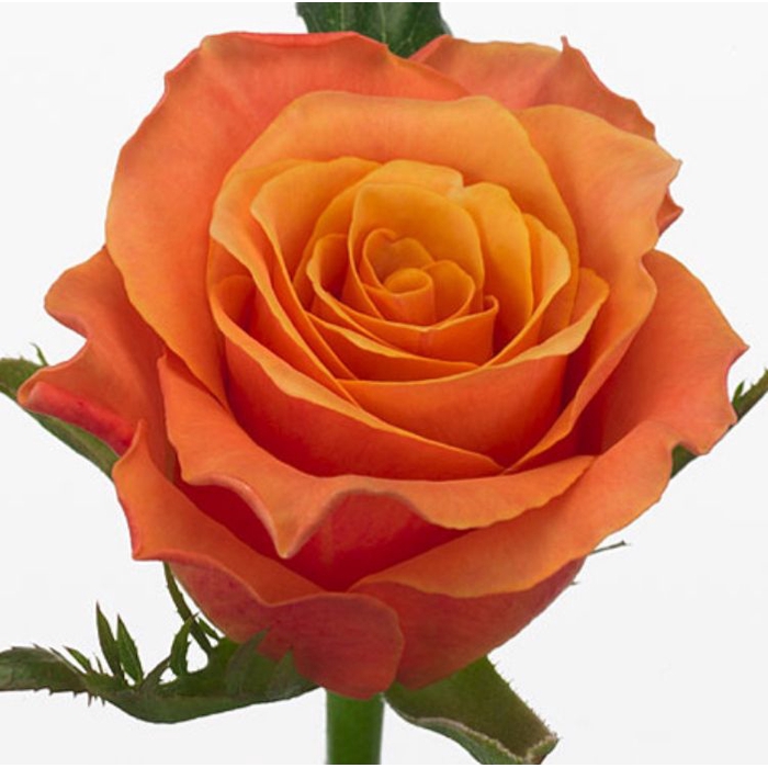 <h4>Rosa Carpe Diem</h4>