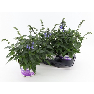 Salvia  'Salgoon Lake Como'