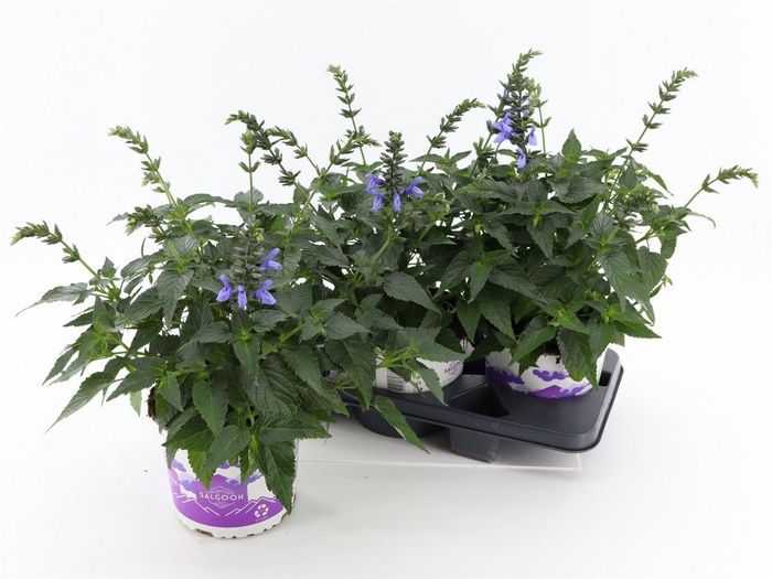 <h4>Salvia 'Salgoon Lake Como'</h4>
