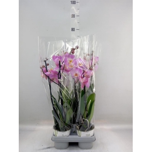 Phalaenopsis multi. 'FC Safe Haven'