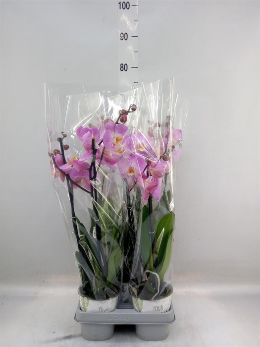 <h4>Phalaenopsis multi. 'FC Safe Haven'</h4>